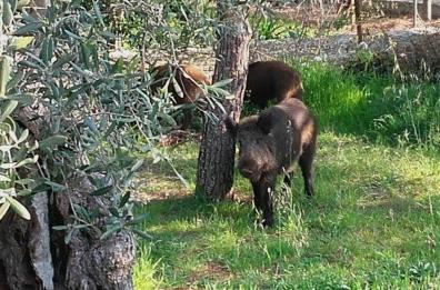 Basilicata, abbattimento cinghiali: sì al Piano regionale. Coldiretti: «C'è altro da fare»