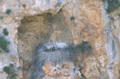 Un triplo fiocco «alato»
nel Parco della Murgia
