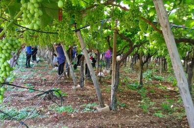 Mesagne, braccianti sfoltivano
foglie con guanti non a norma
oltre 7mila euro di multa
