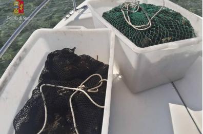 Taranto,  mille ricci rigettati
in mare: pescati durante il fermo