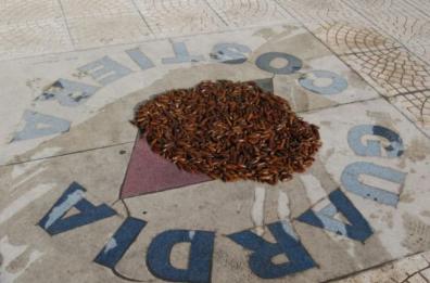 Pesca illegale di datteri
sequestrati 4 chili
«Non mangiateli, denunciate»