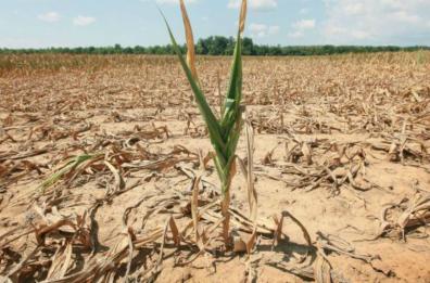 Puglia, siccità: Coldiretti denuncia  «-9 mln metri cubi acqua»