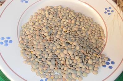 La siccità danneggia
grano e lenticchia Igp