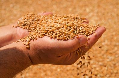 Puglia, intesa su grano proteico al 100% italiano
