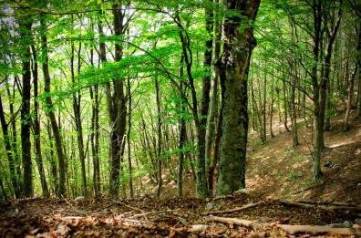 Parco del Gargano
le faggete diventano
patrimonio Unesco