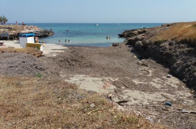Invasione di posidonia
Proteste a Monticelli
multa salata a Carovigno
