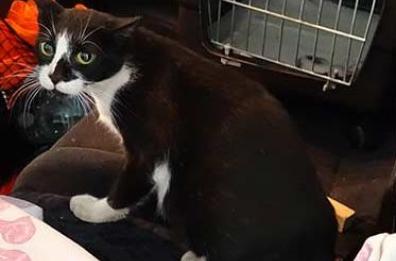 Dramma a Bitonto, sparano contro un gattino indifeso: salvato