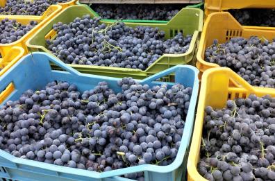 Il Foggiano cambia
aumentano gli ettari
coltivati a vitigno