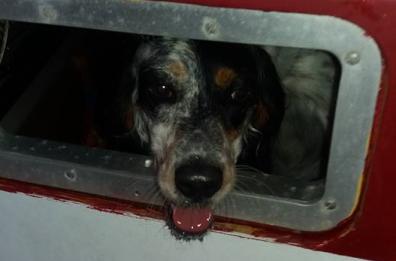Brindisi, i proprietari in gita
il cane chiuso in stiva: salvato