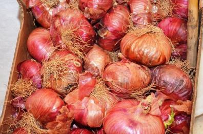 L'agrobiodiversità degli orti
un corso all'università di Bari