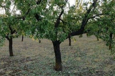 Si perde cercando funghi in Calabria, anziano pugliese trovato da un pastore