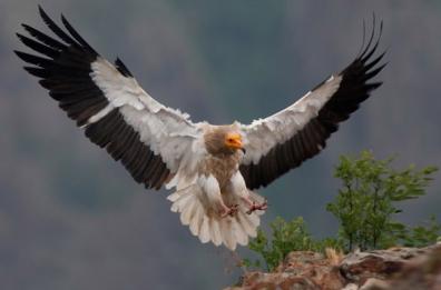Liberati due capovaccai
nel Parco dell'Appennino