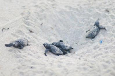 Sulla spiaggia di Torre Chianca si schiudono 9 uova di tartaruga