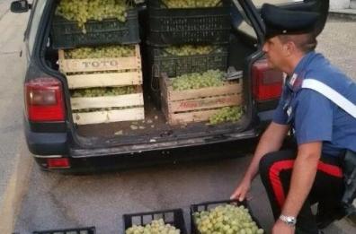Rubano 360 chili di uva
arrestati a Montemesola