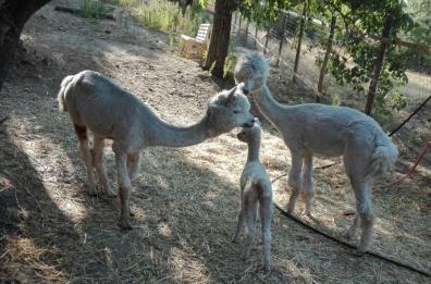 Acerenza, nascita record
primo cucciolo di alpaca
nato nel Sud Italia