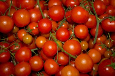 Manduria, non solo Primitivo
si punta sul pomodorino
per farne presidio Slow Food