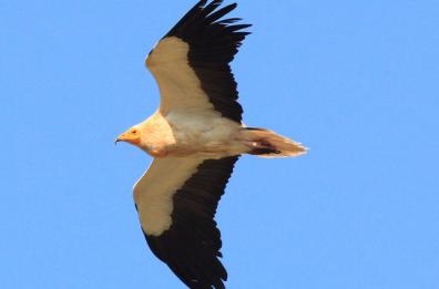 Liberati 2 giovani capovaccai
nel Parco Murgia materana