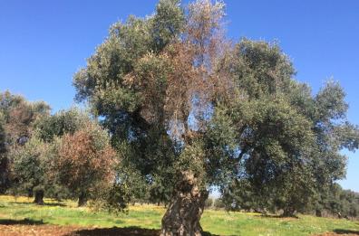 Xylella, ispettori Ue nel Salento
e il Cnr realizza dispositivo per diagnosticare la malattia