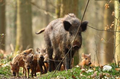 Andria: cinghiale contro moto sulla «170», due i feriti 
