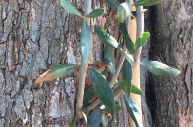 Xylella, il ministro Centinaio presto in Puglia: ascolterò gli scienziati