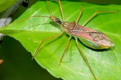 Xylella, ecco l'insetto
che pu&ograve; arrestarla