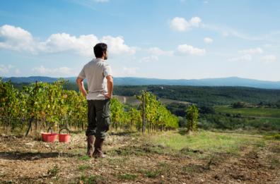Puglia, sbloccati 55 mln per 237 giovani imprenditori agricoli 