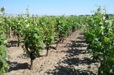 Raid nei vigneti delle campagne di Lecce e Brindisi 