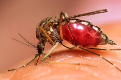 Contro la malaria
controlli in Basilicata