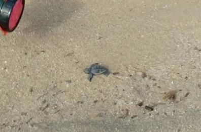 Caretta-caretta
a Maruggio nati 
i primi piccoli