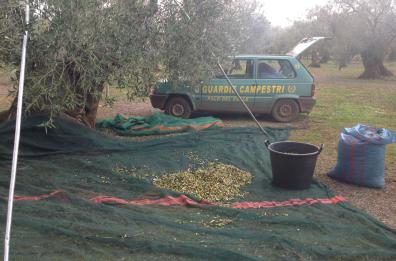 Campagna olivicola
a rischio furti
Timori ad Andria (e non solo)