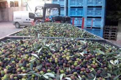 Poco prodotto e tanti furti
è sempre più in pericolo
la raccolta delle olive nel Foggiano