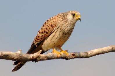 Un falco per amico
a Gravina ed Altamura