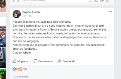 «Mi hanno ucciso il gatto»
il pianto del politico su Fb