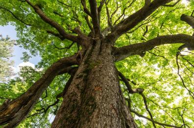 Cercasi «Alberi per il futuro 2023», arriva un bando della Regione Puglia 