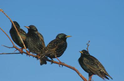 Regione Puglia ferma
la caccia agli storni