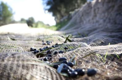 In arrivo l'Igp per l'olio lucano