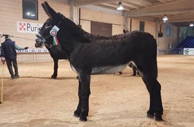 E Lino di Mottola vince tra gli asini