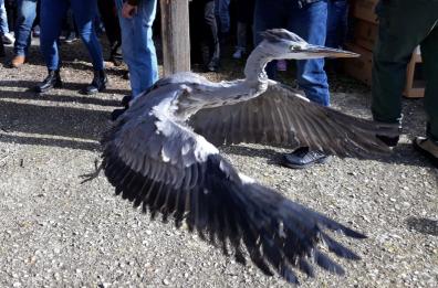 Un «volo» di libertà
dopo le cure 
all'osservatorio di Bitetto