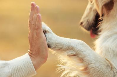 Pet therapy, in Puglia un aiuto concreto a chi è in difficoltà