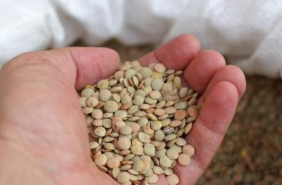 Lenticchie di Altamura, ma provenivano da Cina ed Egitto: 24 denunce