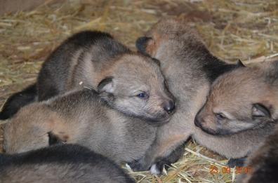 Adotta due cuccioli, poi
li abbandona: denunciato