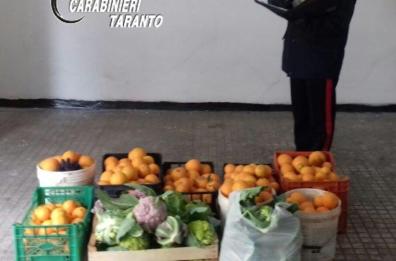 Palagianello, 2 ladri baresi 
rubano 4 quintali di arance