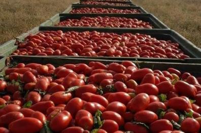 Guerra del pomodoro, richiesta unanime sindacati: «Igp spetta all'oro rosso di Capitanata» 