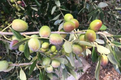 Agricoltura, il 95% delle olive lucane è a rischio: colpa del caldo
