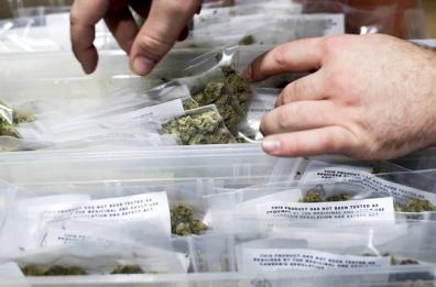 Cannabis light, Cassazione dà ragione a Procura Taranto: vendita è reato, shop vietati