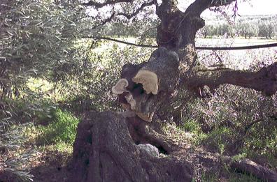 «Sicurezza nelle campagne
il territorio va presidiato»