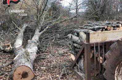 Parco Gargano, ladri di legna
fanno strage di 400 querce
«Uno scempio ambientale»