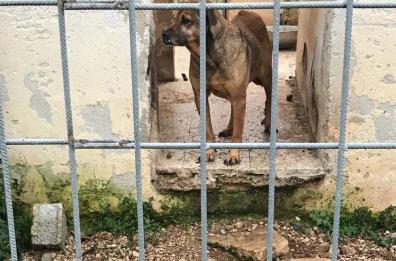 Calimera, «canile-lager»
sequestrato dai carabinieri
