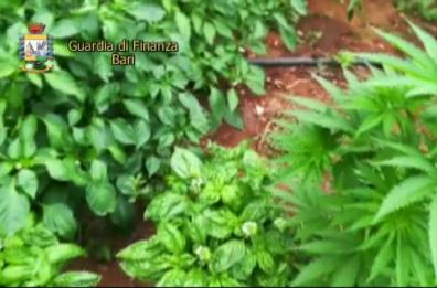 Polignano, serra di marijuana sul terrazzo: arrestato 51enne