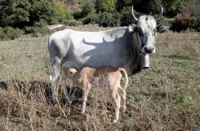 Mucche podoliche
identità da salvare